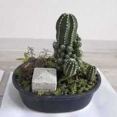 観葉植物　インテリアの画像