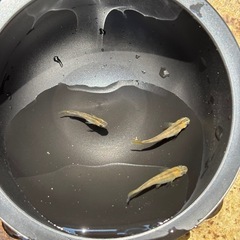 和墨赤虎メダカの画像
