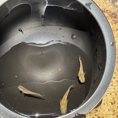 和墨赤虎メダカの画像