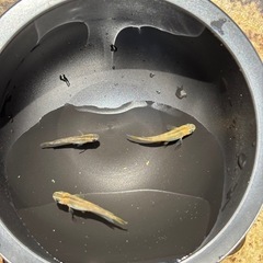 和墨赤虎メダカの画像