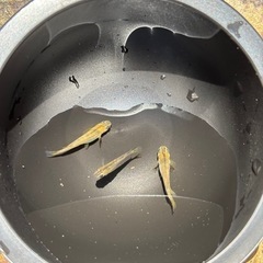 和墨赤虎メダカの画像