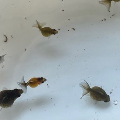 金魚 ピンポンパール 当歳 10匹③の画像