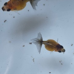 金魚 ピンポンパール 当歳 10匹③の画像