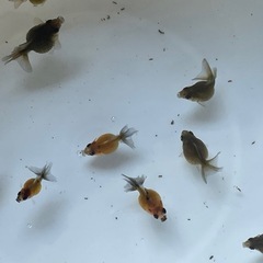 金魚 ピンポンパール 当歳 10匹③の画像