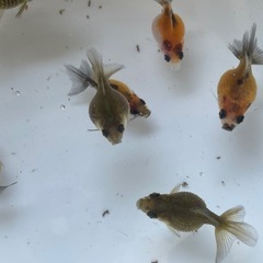 金魚 ピンポンパール 当歳 10匹③の画像