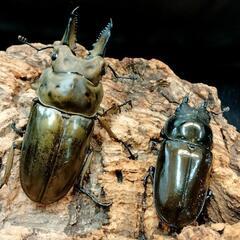 夏‼️虫‼️恒例カブトクワガタくじの画像