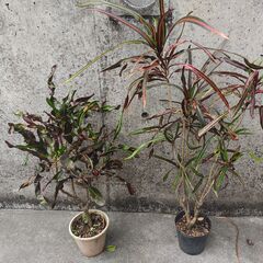 観葉植物【ドラセナ・コルジリネ・クロトン】の画像