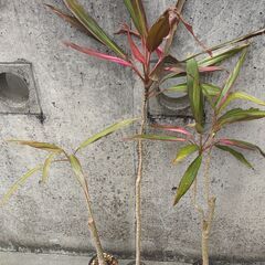 観葉植物【ドラセナ・コルジリネ・クロトン】の画像