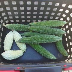 野菜の画像