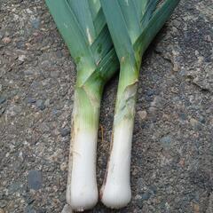 野菜の画像