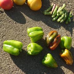 野菜の画像