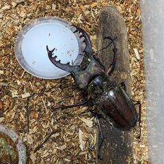 大きめサイズミヤマクワガタ♂5匹〜の画像
