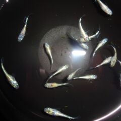 めだか（ヒミツヘイキ若魚）15匹の画像