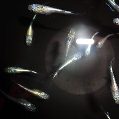 めだか（ヒミツヘイキ若魚）15匹の画像