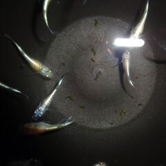 めだか（ヒミツヘイキ若魚）15匹の画像