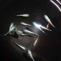 めだか（ヒミツヘイキ若魚）15匹の画像