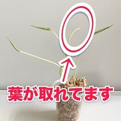 【SALE】大粒のモンステラデリシオーサの種から生育した実生です！3苗（株）⑩の画像