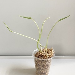 【SALE】大粒のモンステラデリシオーサの種から生育した実生です！3苗（株）⑩の画像