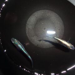 めだか（サイシュウヘイキ）３匹の画像