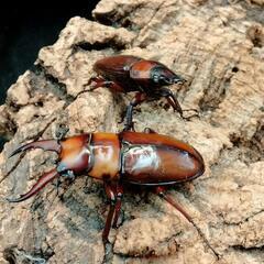 白目トカラノコギリ♂♀♀トリオの画像