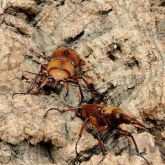 白目トカラノコギリ♂♀♀トリオの画像