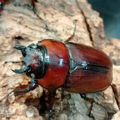 白目トカラノコギリ♂♀♀トリオの画像