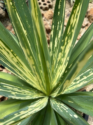 極上 ユッカグロリオサ 散り斑 NP25黒鉢付