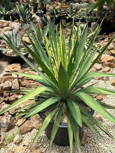 極上 ユッカグロリオサ 散り斑 NP25黒鉢付