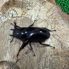 セアカフタマタクワガタ♀単の画像
