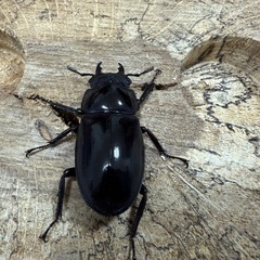 セアカフタマタクワガタ♀単の画像