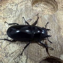 セアカフタマタクワガタ♀単の画像