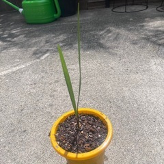 ココスヤシ　苗　１ポット　の画像