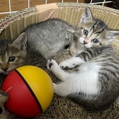 スクスク育ってる仔猫たち家族募集