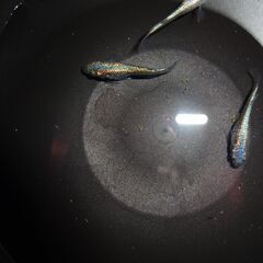 めだか（碧）４匹の画像