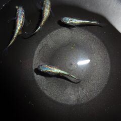 めだか（碧）４匹の画像