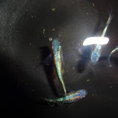 めだか（碧）４匹の画像