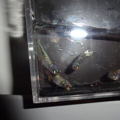 めだか（碧）４匹の画像