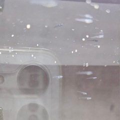 メダカの針子(赤ちゃん)10 匹　水草アナカリス15センチ程2本付き　おまけレッドラムズホーン１匹の画像