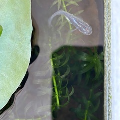 メダカの針子(赤ちゃん)10 匹　水草アナカリス15センチ程2本付き　おまけレッドラムズホーン１匹の画像