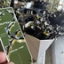 ランキングキーワードに紐づく投稿画像-多肉植物