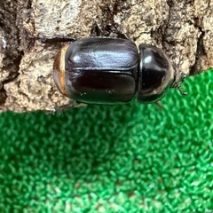 アブデルスツノカブトペアの画像