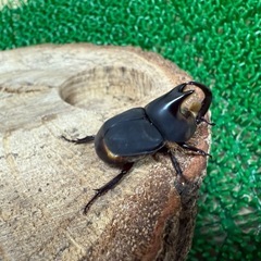 アブデルスツノカブトペアの画像