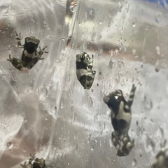 ミルキーフロッグ　カエルの画像