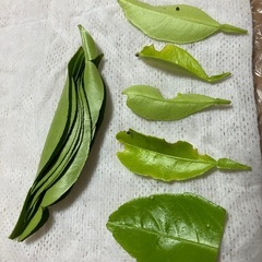 アゲハチョウのタマゴ
の画像
