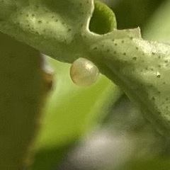 アゲハチョウのタマゴ
の画像