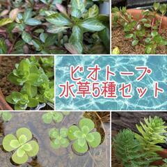 メダカ　10匹の画像