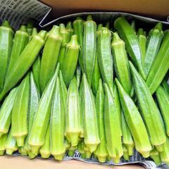 本日お渡し❗️自家製角オクラ500g🌱の画像