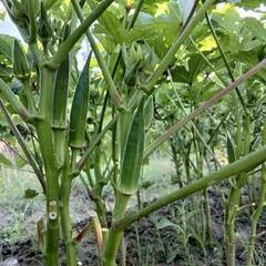本日お渡し❗️自家製角オクラ500g🌱の画像