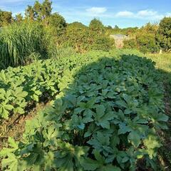 本日お渡し❗️自家製角オクラ500g🌱の画像