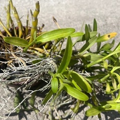 名前のわからない植物
の画像